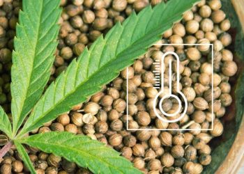 How to Choose the Right Weed Seeds for Your Climate Zone