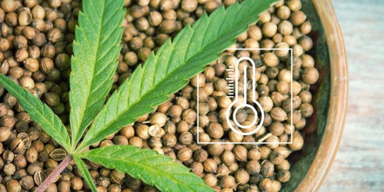 How to Choose the Right Weed Seeds for Your Climate Zone