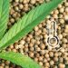 How to Choose the Right Weed Seeds for Your Climate Zone