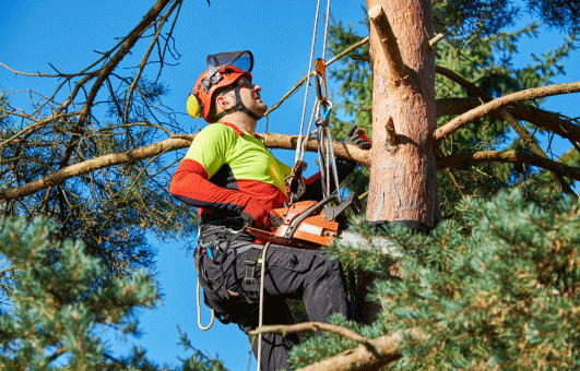 Top 13 best tree care service software