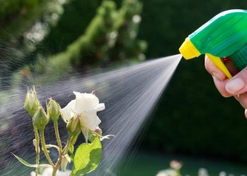 Are Pest Control Solutions Harmful to Plants?