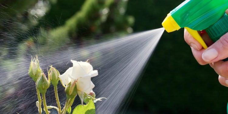 Are Pest Control Solutions Harmful to Plants?