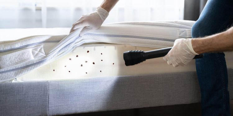 How Much Is A Pest Control Service?