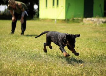 10 Online Dog Training Classes for Every Breed, Age, & Skill Level