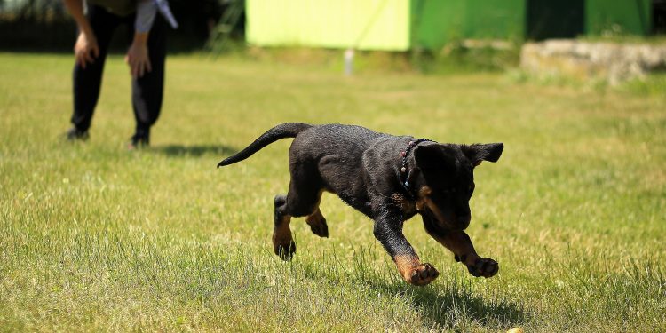 10 Online Dog Training Classes for Every Breed, Age, & Skill Level
