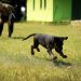 10 Online Dog Training Classes for Every Breed, Age, & Skill Level