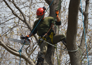 Tree care software