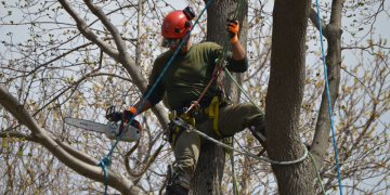 Tree care software