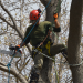 Tree care software