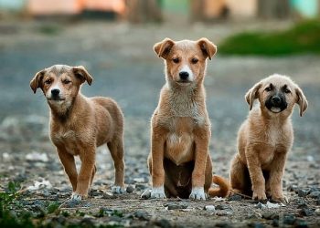 Making Strides: How Fix Georgia Pets is Working to End the Cycle of Companion Animal Overpopulation