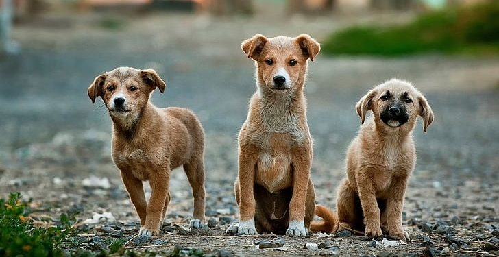 Making Strides: How Fix Georgia Pets is Working to End the Cycle of Companion Animal Overpopulation