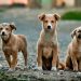 Making Strides: How Fix Georgia Pets is Working to End the Cycle of Companion Animal Overpopulation