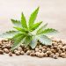 Understanding Cannabis Terpenes: Enhancing Your Experience with Strain-Specific Flavors and Aromas