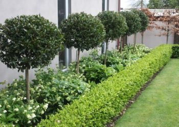 Landscape Hedge Ideas