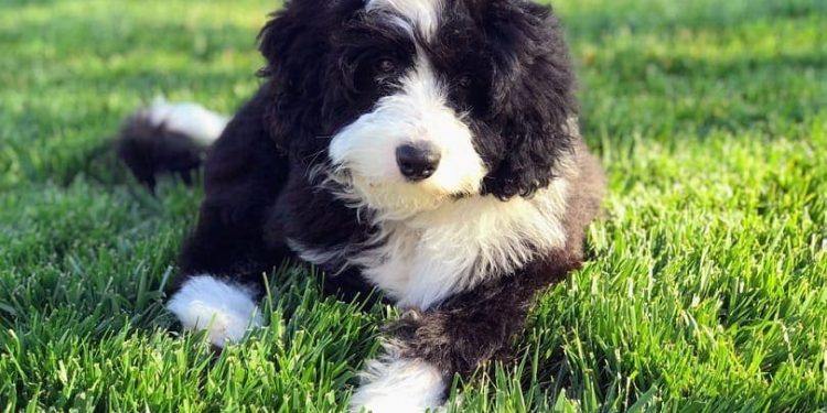 TYPES OF BERNEDOODLE HAIRCUTS: