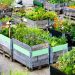 Victoria Gerrard La Crosse WI Shares How We Can Mitigate Climate Change Through Plant-Based Diets