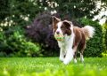 7 Fun and Engaging Activities for Keeping Your Dog Active