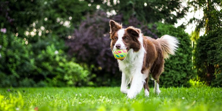 7 Fun and Engaging Activities for Keeping Your Dog Active