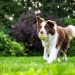 7 Fun and Engaging Activities for Keeping Your Dog Active