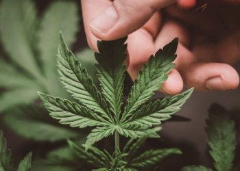 Exploring the Potential Medical Benefits of Indica Strains for Pain and Anxiety