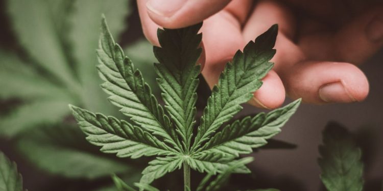 Exploring the Potential Medical Benefits of Indica Strains for Pain and Anxiety