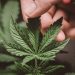 Exploring the Potential Medical Benefits of Indica Strains for Pain and Anxiety