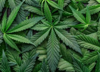 Unveiling the Mysteries of Weed Strains: What You Need to Know