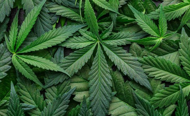 Unveiling the Mysteries of Weed Strains: What You Need to Know