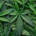 Unveiling the Mysteries of Weed Strains: What You Need to Know