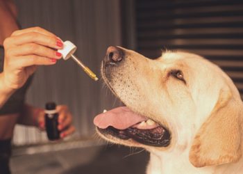 A Guide to Using CBD for Optimal Dog Health
