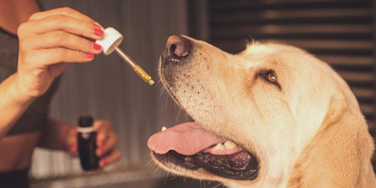 A Guide to Using CBD for Optimal Dog Health