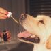 A Guide to Using CBD for Optimal Dog Health