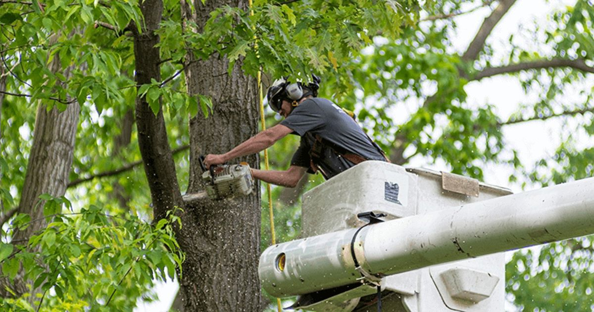 Tree care software
