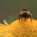 USG Introduces Beekeeping to Fordham