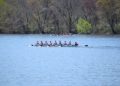 The crew team contended for multiple first place finishes at the Kerr Cup. (Andrea Garcia/ The Fordham Ram)
