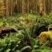 Ecosystems in Balance: The Vital Role of Environmental Education