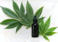 CBD Oil vs. Blood Pressure Medications: Which Is More Effective?