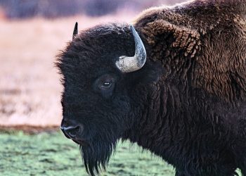 Can Exotic Buffalo Jerky Be Your Next Go-To Fitness Snack?