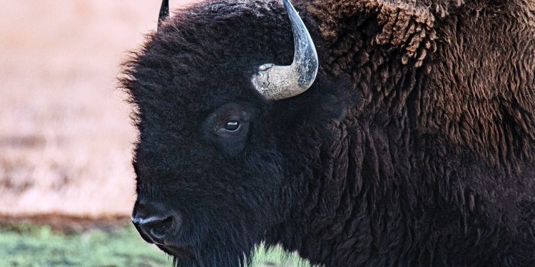 Can Exotic Buffalo Jerky Be Your Next Go-To Fitness Snack?
