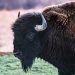 Can Exotic Buffalo Jerky Be Your Next Go-To Fitness Snack?
