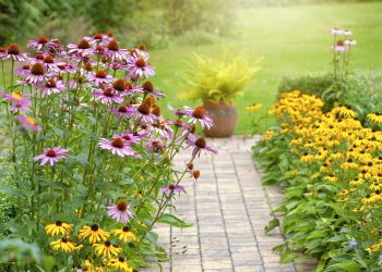 When to Plant Perennials In Your Garden