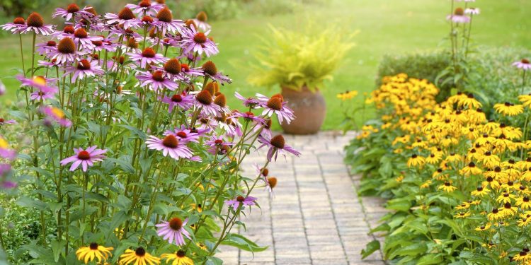When to Plant Perennials In Your Garden