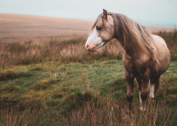 What To Know Before Starting To Bet On Horses?