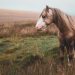 What To Know Before Starting To Bet On Horses?