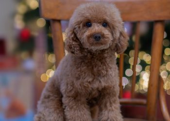 Canine Health Risks to Avoid in the Winter