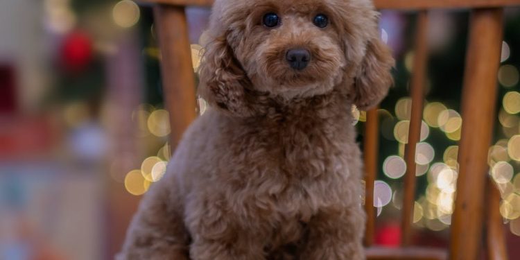 Canine Health Risks to Avoid in the Winter