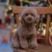 Canine Health Risks to Avoid in the Winter