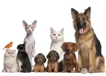 Feathered to Scaled: Discover the Best Pets to Own for Your Lifestyle