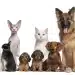 Feathered to Scaled: Discover the Best Pets to Own for Your Lifestyle