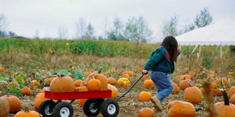 Fun Fall Activities